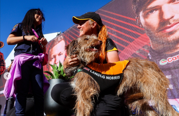Paddock dog stealing people's hearts in Mclaren kit